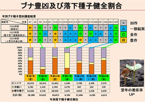 ブナ種子の豊凶状況と健全種子割合