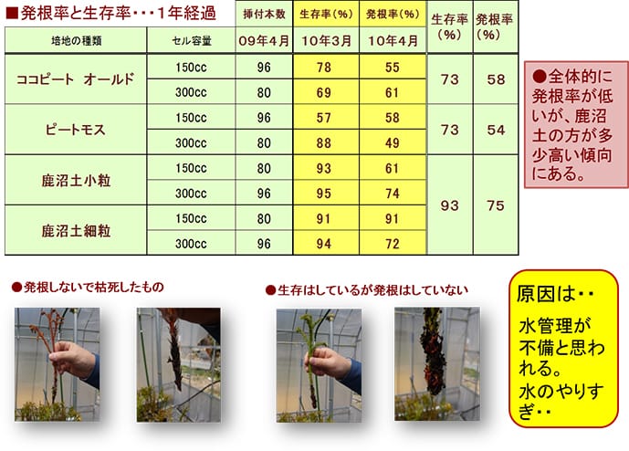 培地種類別の挿し木コンテナ苗生存率・発根率