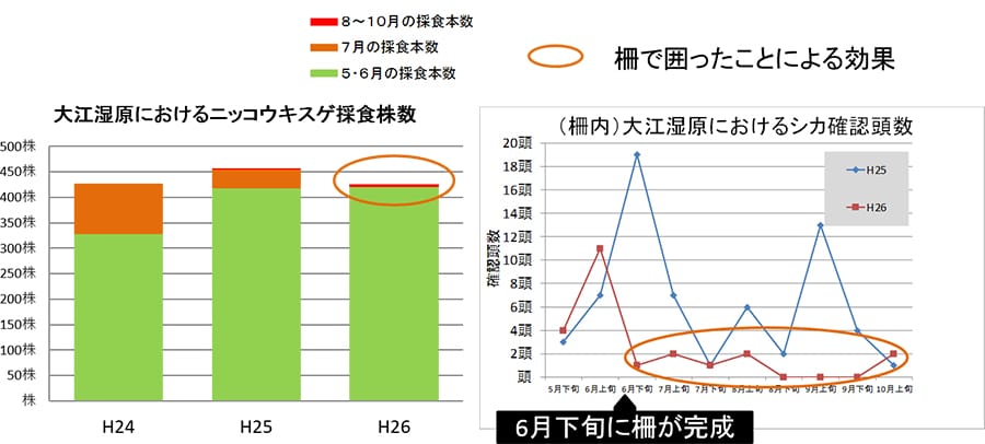 シカ被害防止柵設置によるニッコウキスゲ採食株数の変化