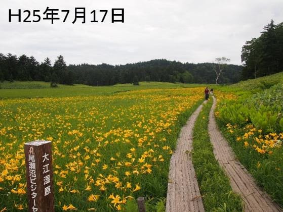 尾瀬沼に隣接する大江湿原でのニッコウキスゲの開花状況(7月)