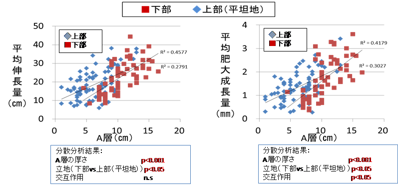 図-2. A層の厚さと平均伸長量・平均肥大成長量