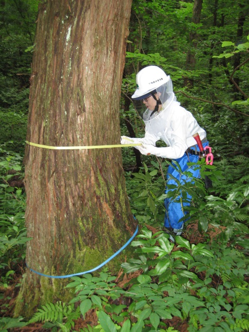 写真2&nbsp;クマ剥ぎ被害防止対策