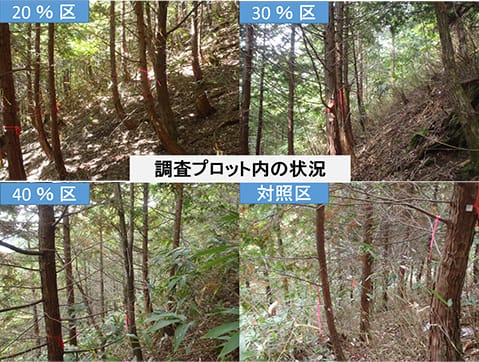 ヒノキ・コナラ混交割合別調査プロットの状況