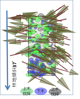 &nbsp;図3上木伐採方向と下木