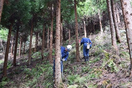 2,000本区試験地(保育区)(平成28年)