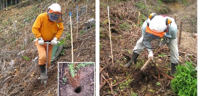 (左)コンテナ苗:植栽器具による植栽　(右)普通苗:鍬による植栽