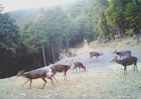 写真4 餌付けに成功した7頭のニホンジカ(平成27年3月)