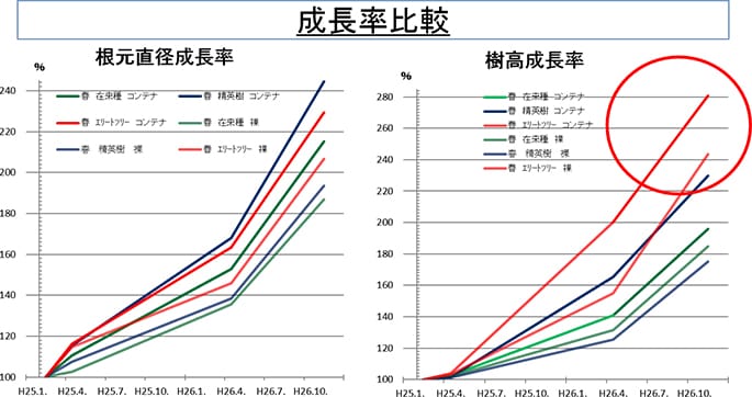 品種別苗種別根元直径及び樹高の成長率の比較