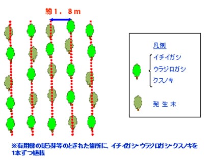 単木植区の植栽イメージ