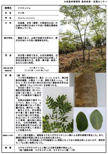 広葉樹展示林図鑑の例(郷土樹種)