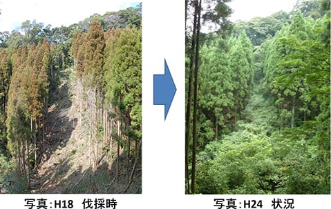 試験地(10m幅南向き)の伐採直後(H18)と伐採5年後(H24)の比較