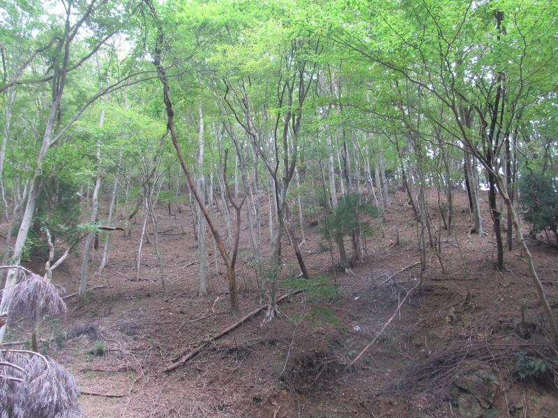 シカの食害による下層植生の消失