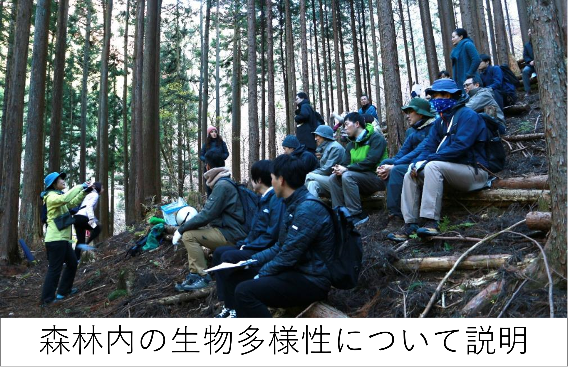 森林内の生物多様性について説明