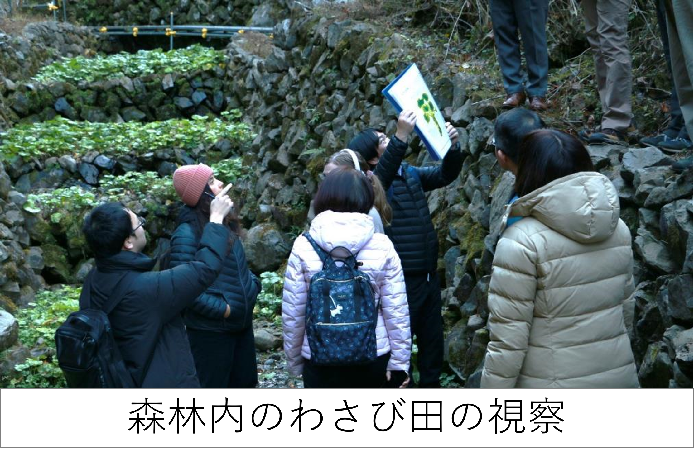 森林内のわさび田の視察