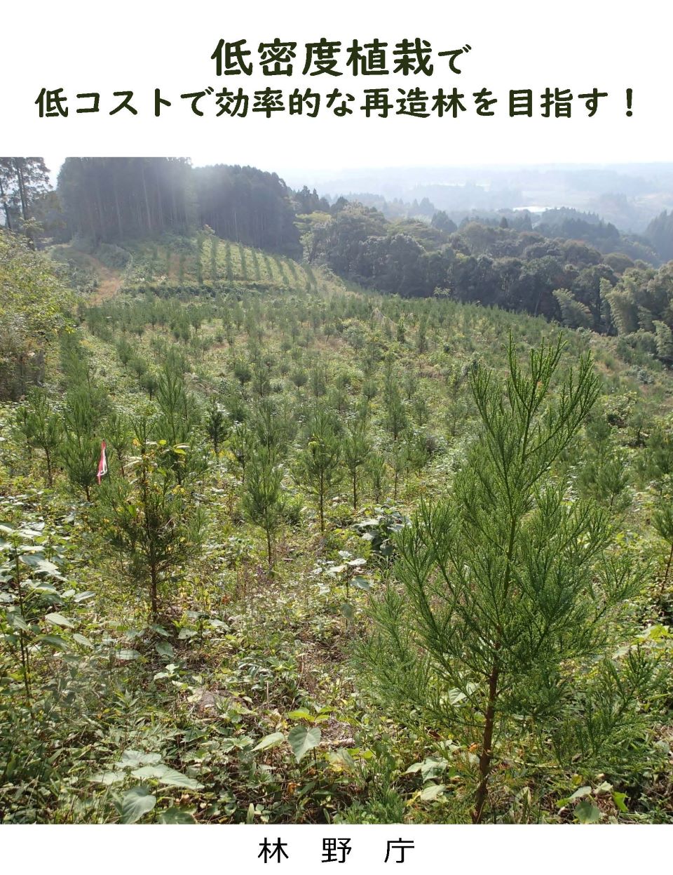 パンフレット「低密度植栽で低コストで効率的な再造林を目指す！」写真