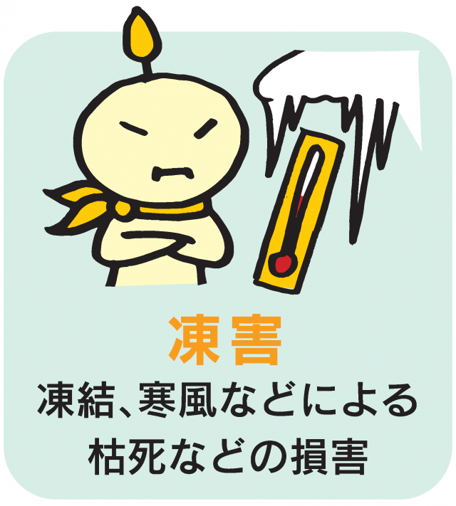 mtougai