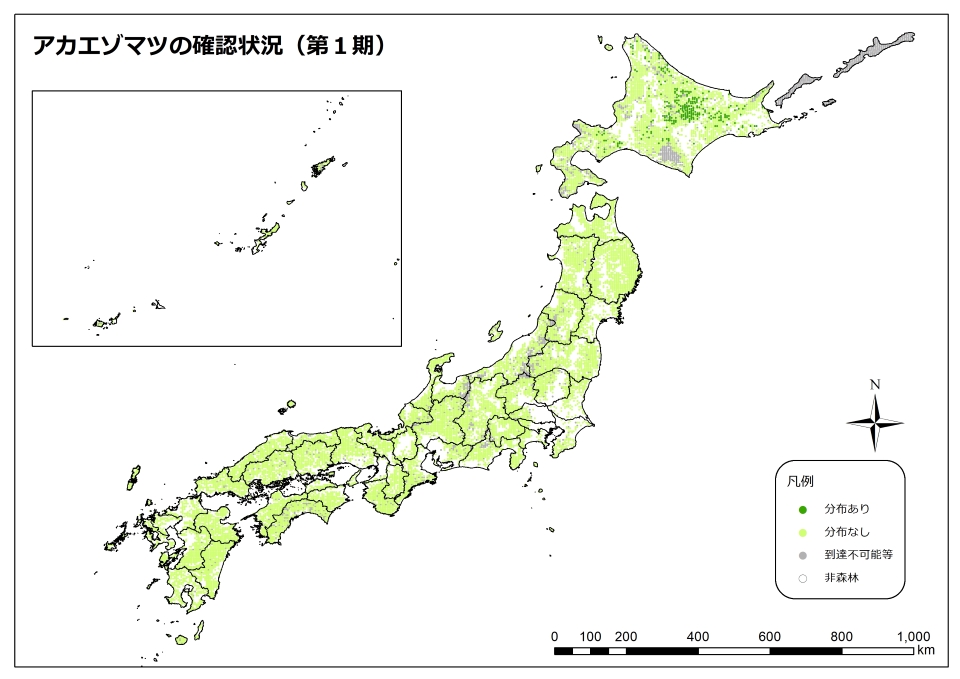 アカエゾマツ_1期