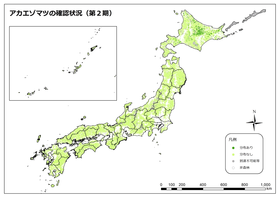 アカエゾマツ_2期