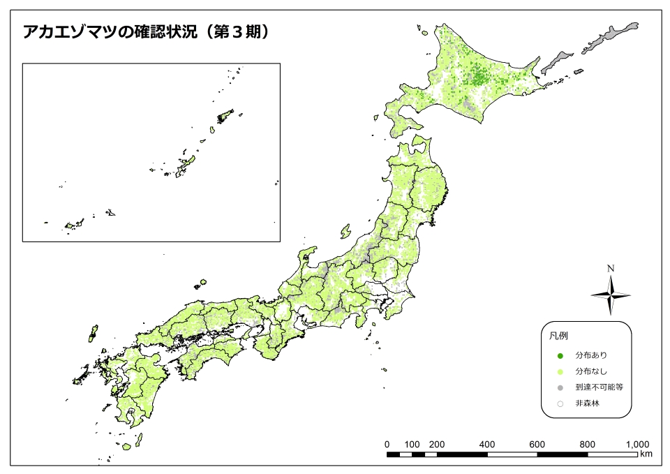 アカエゾマツ_3期