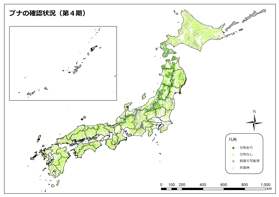 ブナ_4期