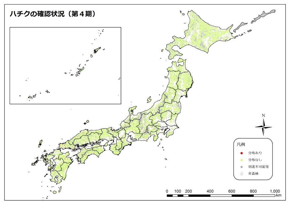 ハチク4期