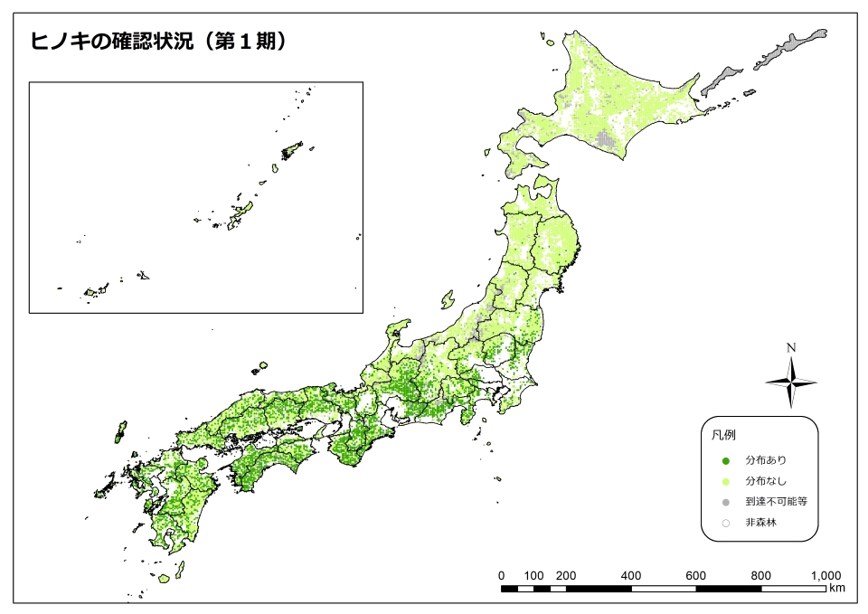 ヒノキ_1期