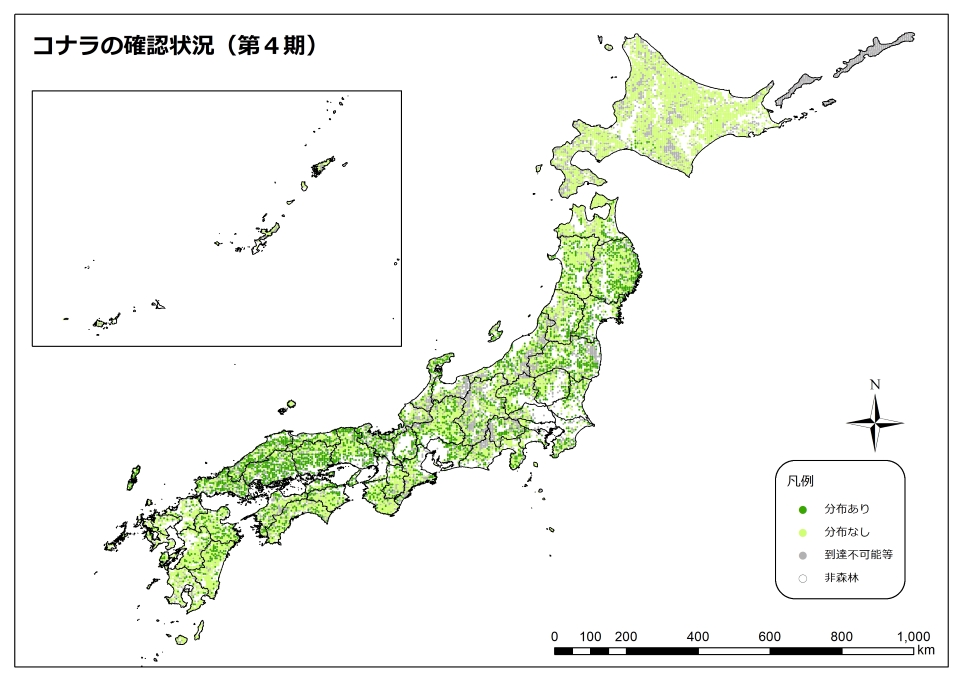 コナラ_4期