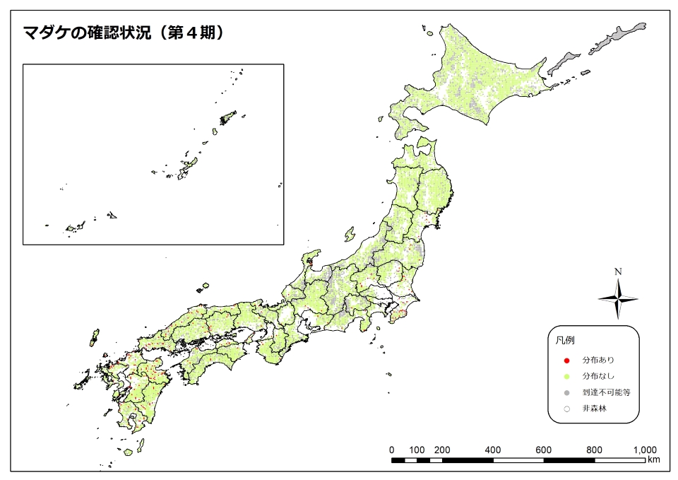 マダケ4期