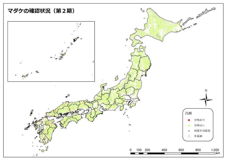 マダケ2期