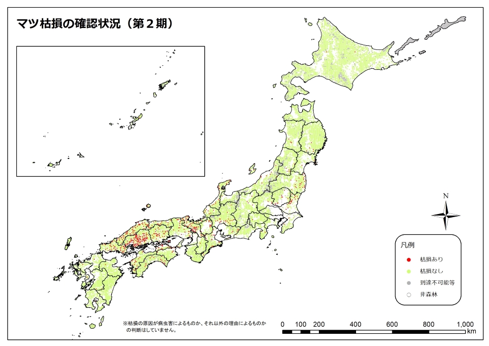 マツ枯れ2期