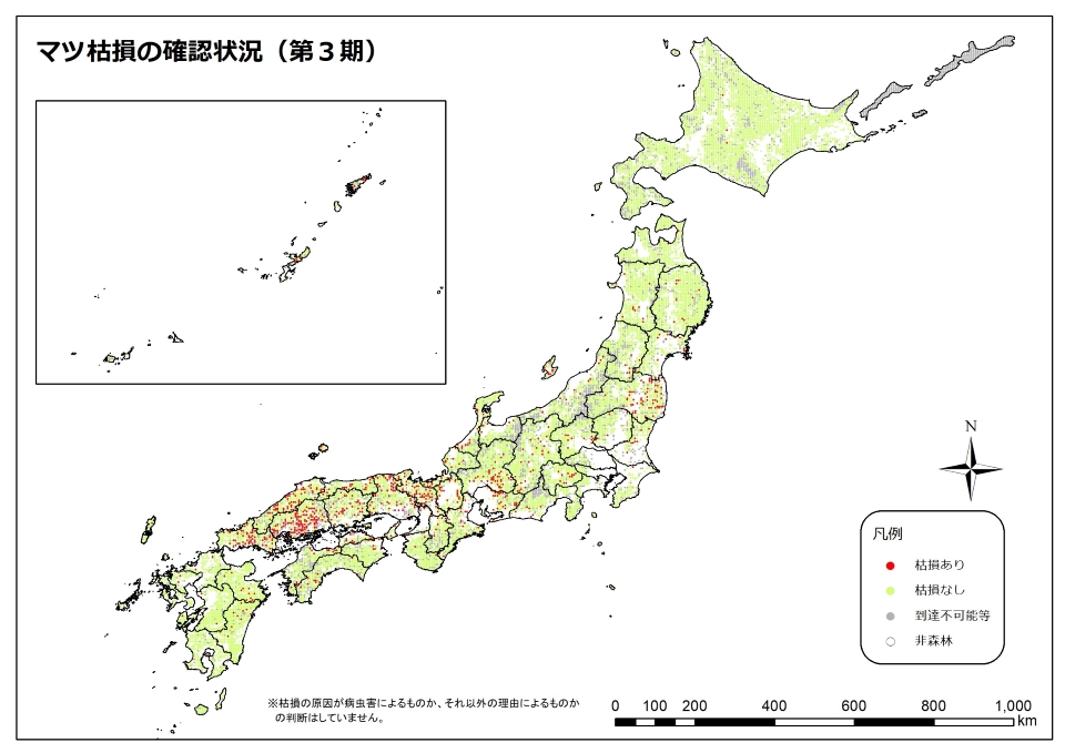 マツ枯れ3期