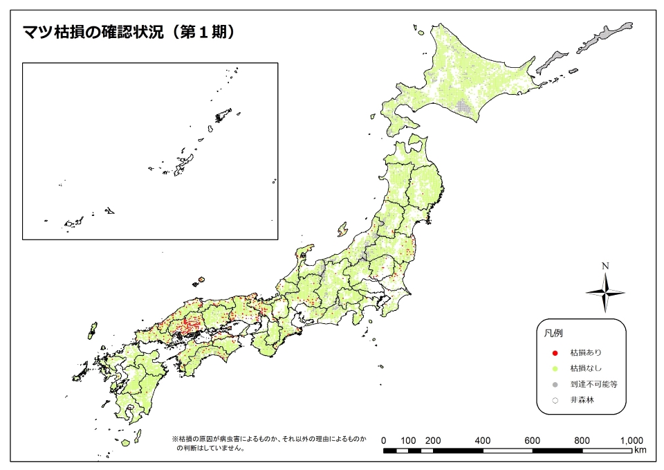 マツ枯れ1期