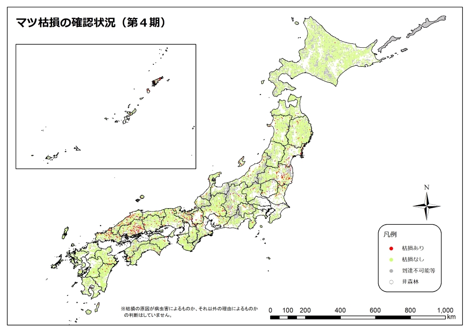 マツ枯れ4期