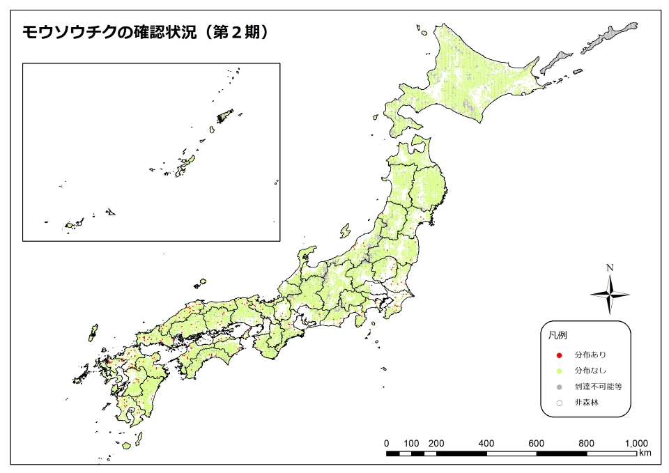 モウソウチク2期