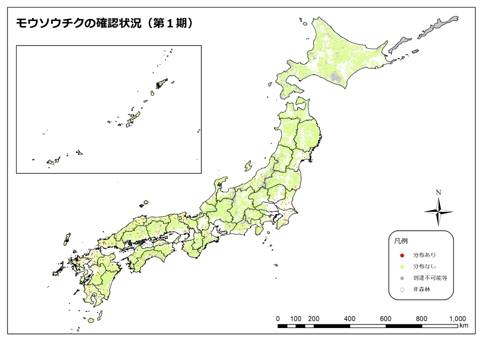 モウソウチク1期