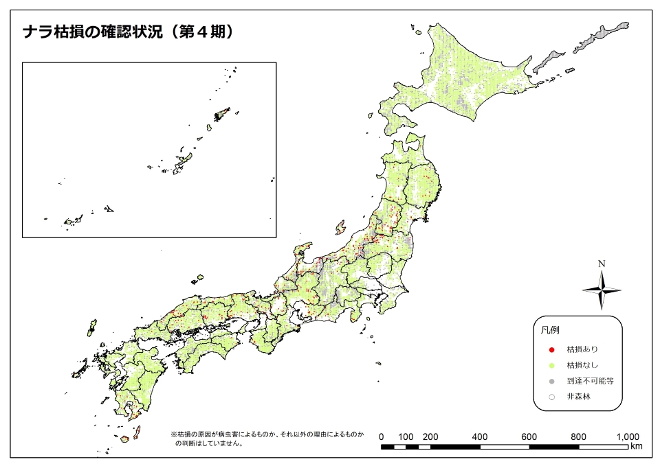 ナラ枯れ4期