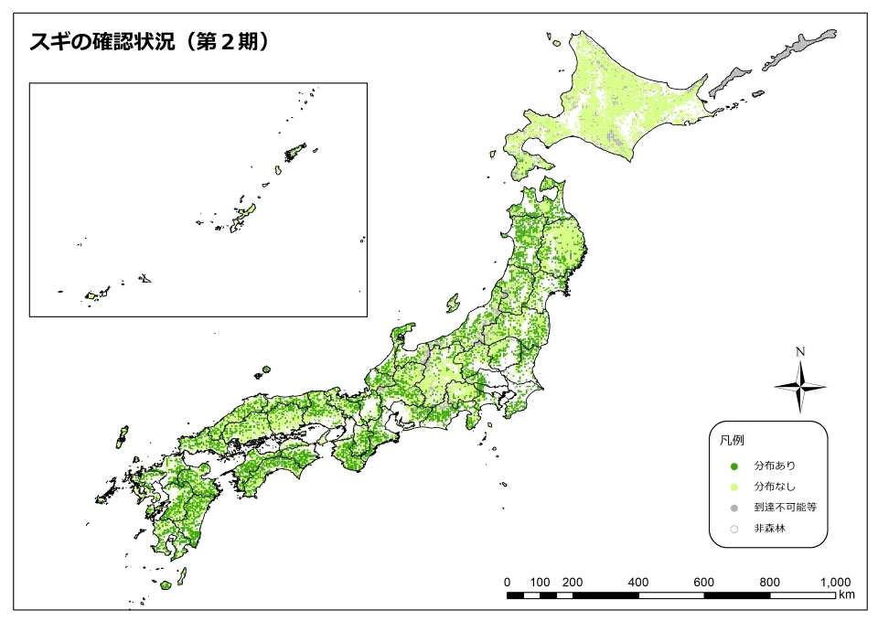 スギ_2期