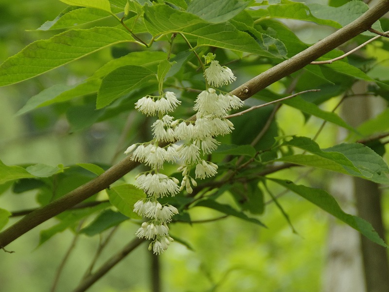 オオバアサガラ