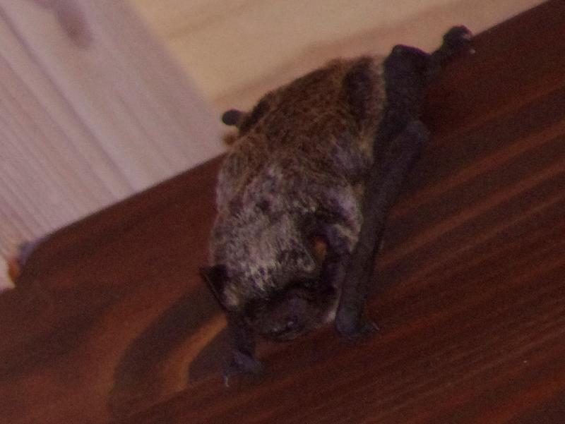 テングコウモリ