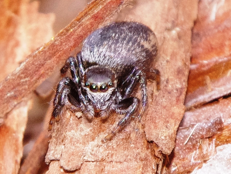 シラヒゲハエトリ