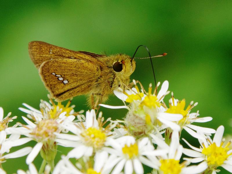 イチモンジセセリ