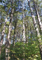 「森林生物多様性復元地域」内のヒノキの天然林