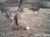 給餌により誘引されたシカ