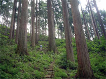 川上村下多古にある樹齢約400年の村有林