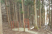 国有林野事業における「伐採と造林の一貫作業システム」の実績