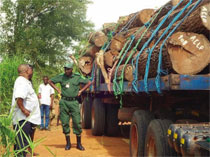違法伐採を取り締まる森林監視員