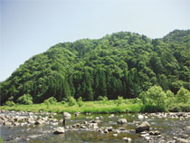 魚つき保安林と長良川（岐阜県郡上市）