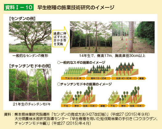 早生樹種の施業技術研究のイメージ
