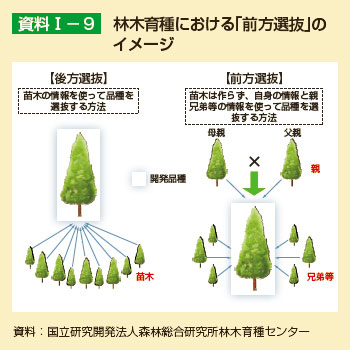 林木育種における「前方選抜」のイメージ
