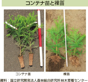 コンテナ苗と裸苗